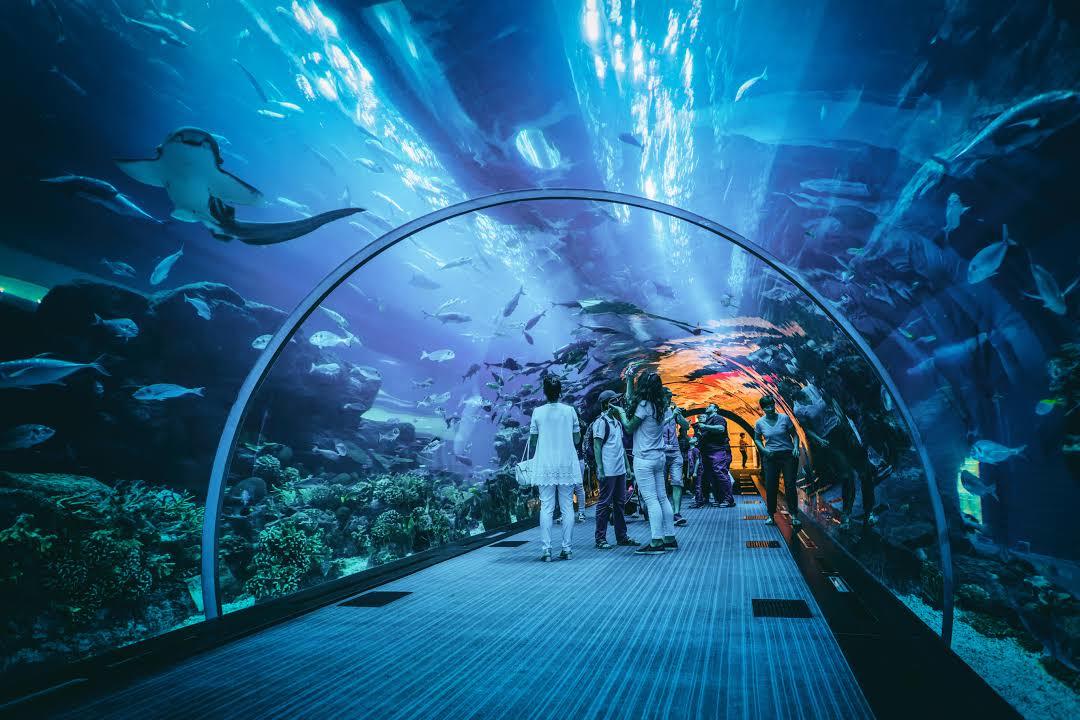 Thủy cung Dubai Aquarium & Underwater Zoo