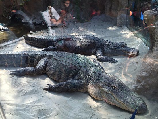 Công viên giải trí Oltremare