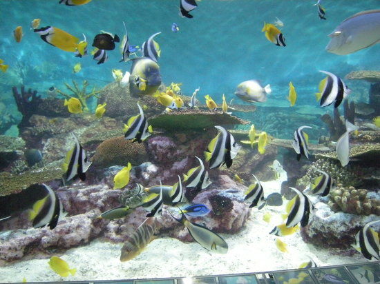 Thủy cung COEX Aquarium
