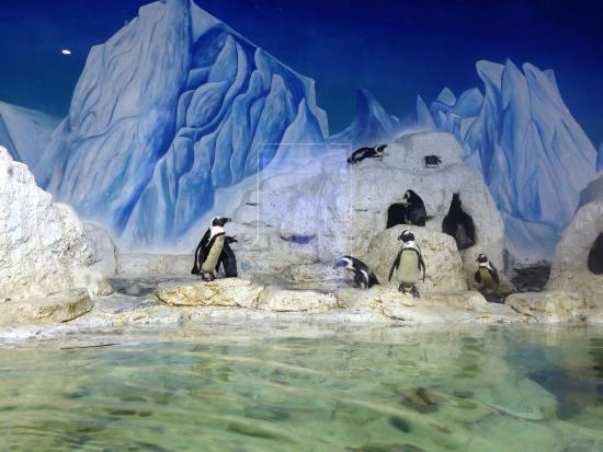 Thủy Cung Times City